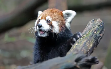 Nashville Zoo opposes a proposed data center on adjacent land, citing noise, light pollution, and water quality concerns.