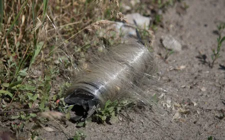 Birds weave discarded optical fiber from military drones into insulated nests across eastern Europe.