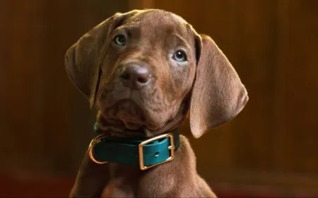 A chocolate Great Dane puppy portrays Scooby-Doo in the Netflix Origins live-action teaser.