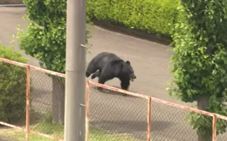 Emergency crews sedated a wild bear on Utsunomiya streets after a four-day urban search.