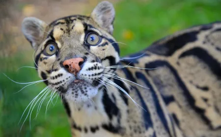 Nashville Zoo opposes a proposed data center near animal habitats due to noise and power concerns.