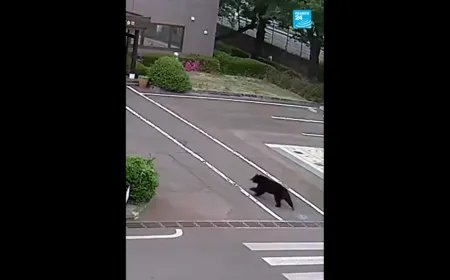 A bear walks through a residential street in Utsunomiya during recent urban wildlife encounters.