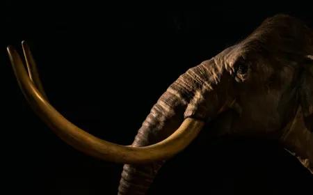 Frozen permafrost from a Yukon squirrel burrow preserves ancient DNA traces of mammoths and bison.