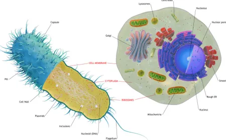 Diagram illustrating horizontal gene transfer from diverse bacterial and viral lineages to early eukaryotic cells.