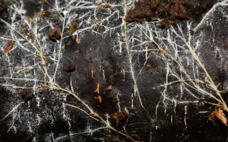 Arbuscular mycorrhizal fungal networks demonstrate planetary scale soil ecology and global nutrient cycling.