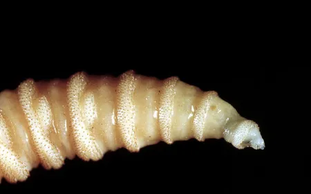 USDA Investigates Possible Screwworm Infection in South Texas