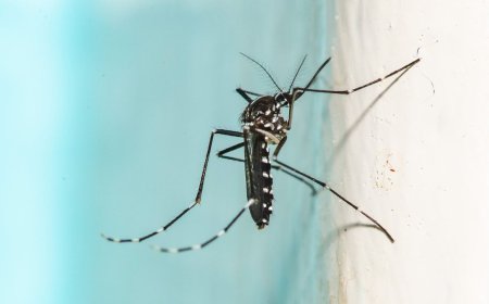 AI-Powered Laser Mosquito Killer: Computer Vision Meets Directed Energy
