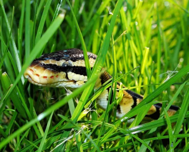 Python developer saved from disaster by intuition and AI