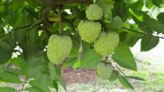 Custard Apples: Drought-Resistant Agriculture and Global Export Logistics