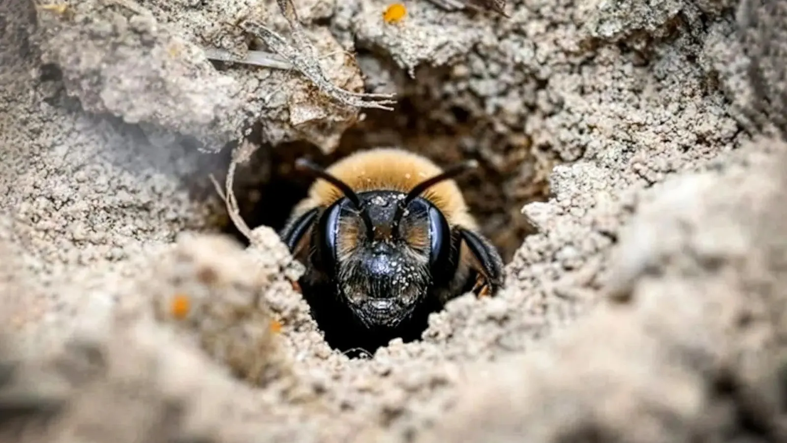 Subterranean Bee Sanctuaries: How Historic Cemeteries Sustain Urban Biodiversity